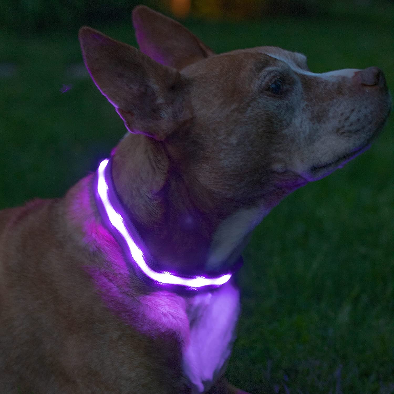 Light up Dog Collar - the Original LED Dog Collar - USB Rechargeable - Waterproof - 1,000 Feet of Visibility - Dog Collar Light for Small, Medium, Large Dogs - US Brand