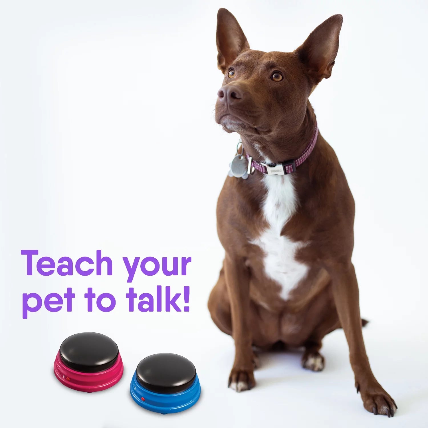 Hunger for Words Talking Pet Starter Set Recordable Buttons for Dog Training 4 Pack