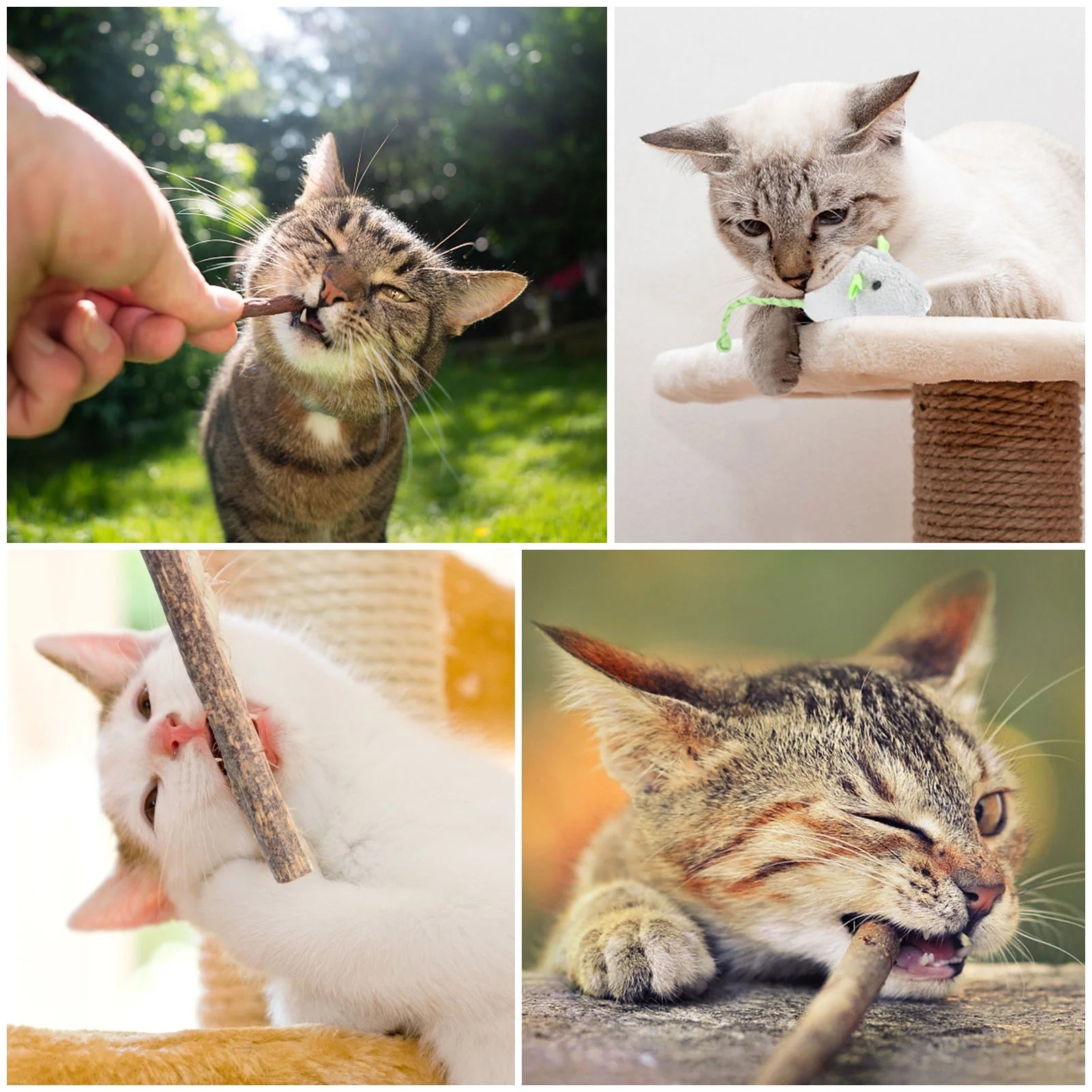 30 Pcs Silvervine Sticks for Cats, 8 Pcs Skitter Critters Cat Toy Catnip Mice, Natural Catnip Sticks Chew Sticks, Teeth Molar Chew Toys for Cat Kitten Kitty