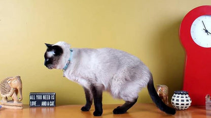 Reflective Cat Collar with Safety Buckle and Removable Bell Cat Collar Kitten Collar Teal Cat Collar One Size