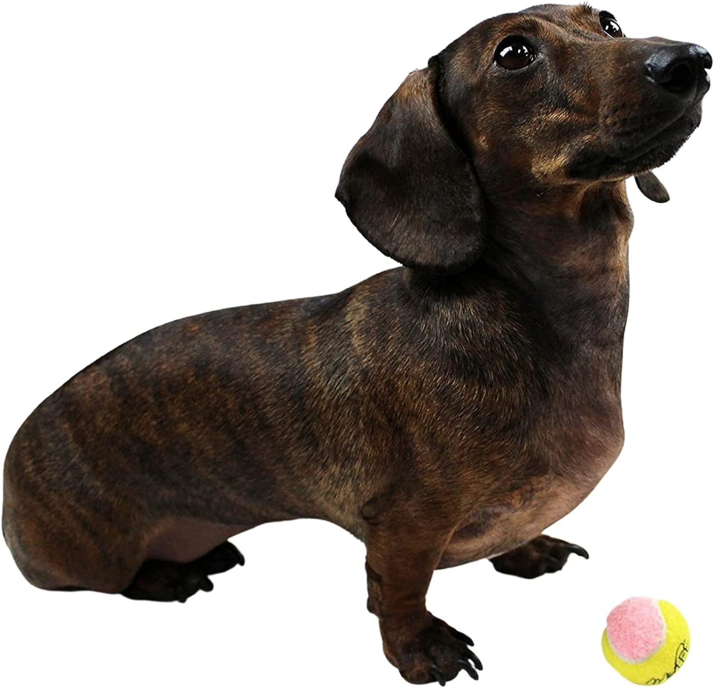 Mini X-Small Dog Tennis Balls - 1.5" Fetch Balls for Puppies - Pack of 12 in Fun Yellow & Pink Colors