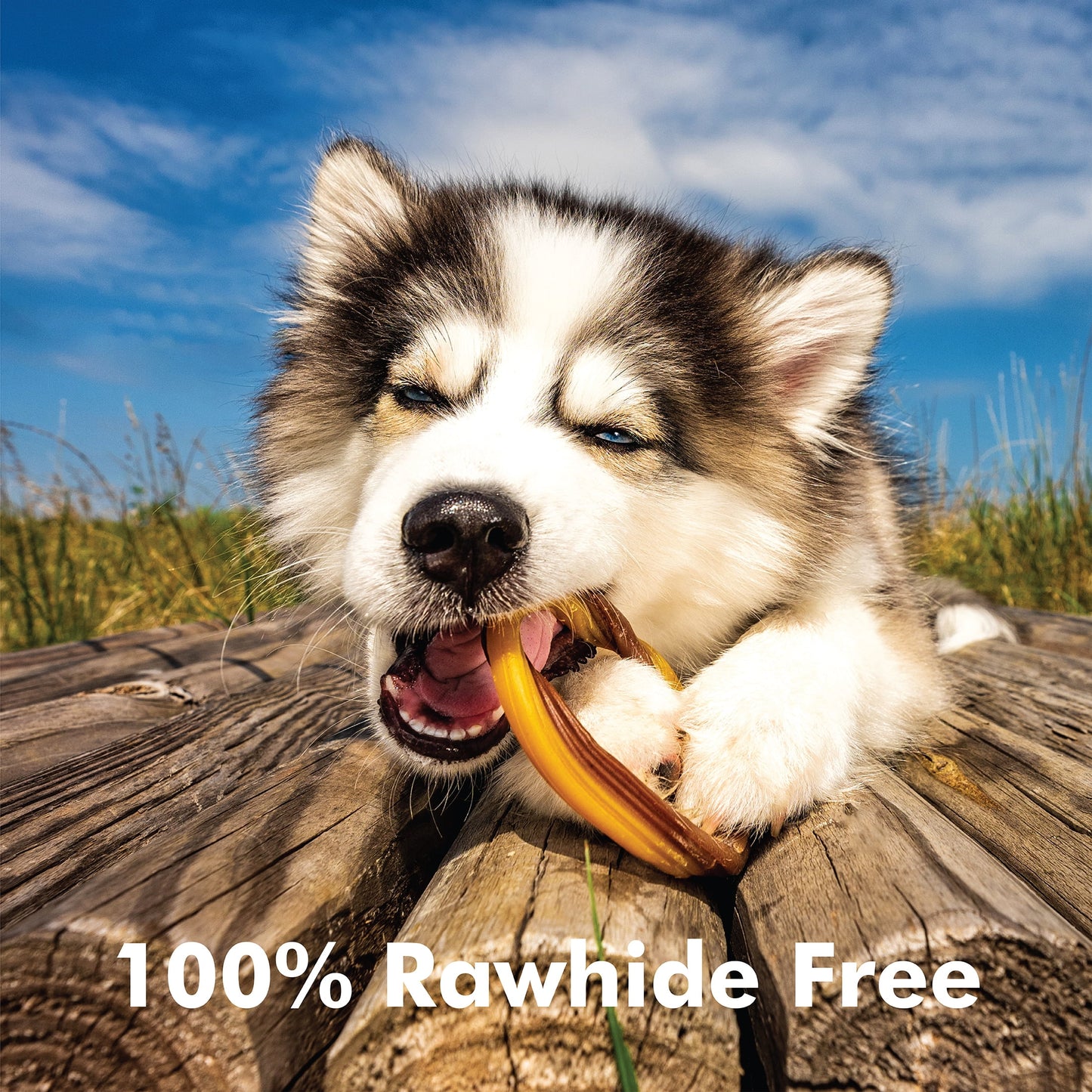 ® Puppy Teething Rings Peanut Butter Flavor, 10 Treats, 12 Oz, Dried Chew Treats for Dogs