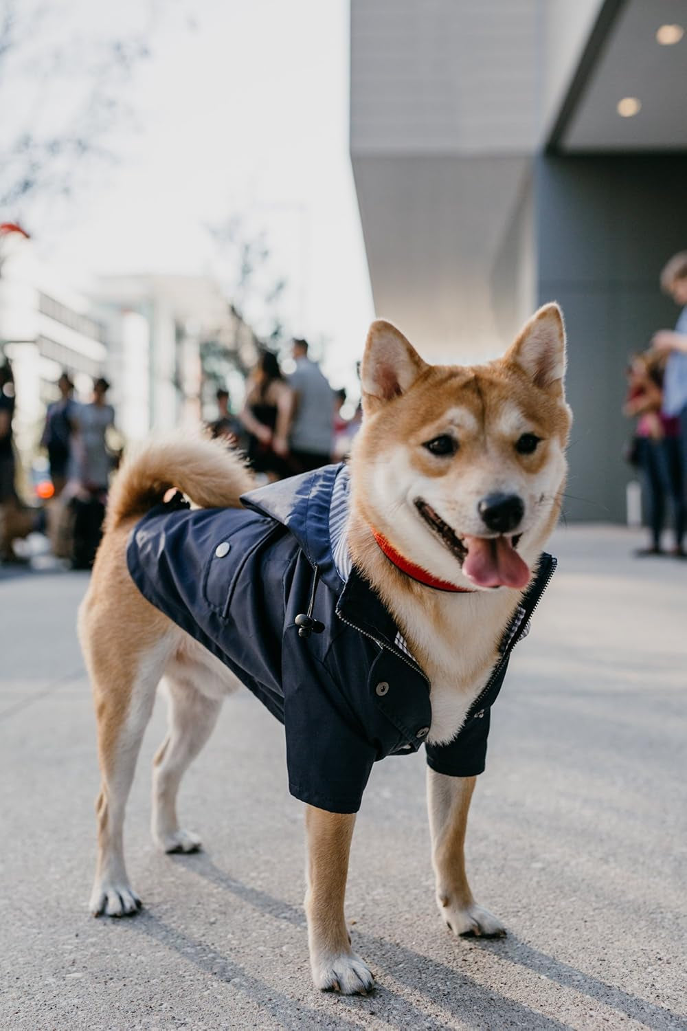 Zip up Dog Raincoats with Reflective Buttons, Pockets, Rain/Water Resistant, Adjustable Drawstring, & Removable Hood - XXS to XXL - Stylish Premium Dog Raincoats (Navy, Large)